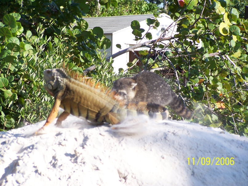 Raccoon attacks Iguana iguana
